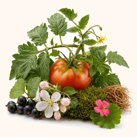 Green Tomato Vine fragrance oil